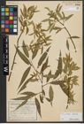 Foto von Salix alba L. x Salix fragilis L.
